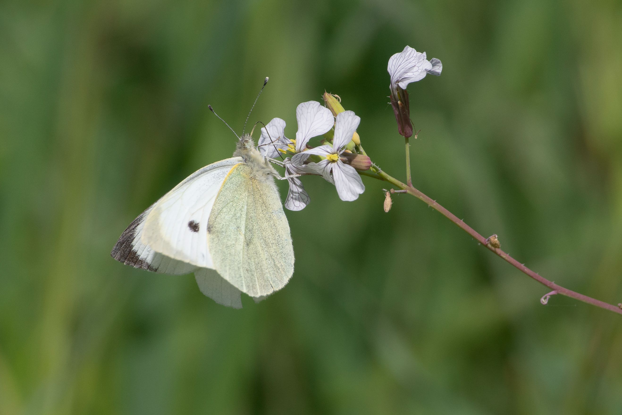 Borboleta-da-couve