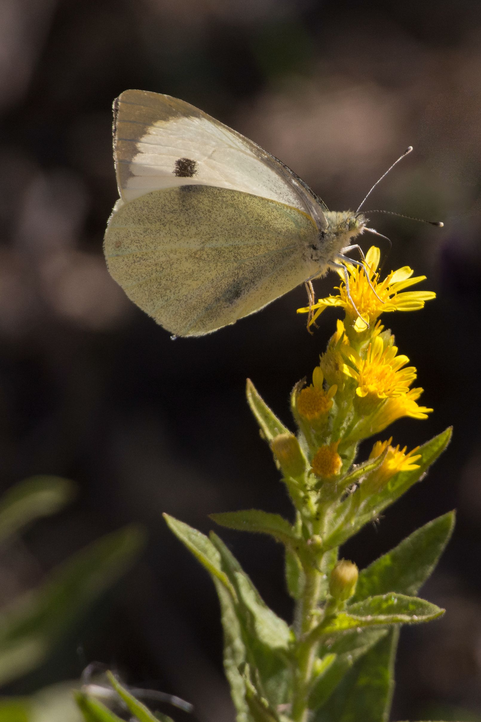 Borboleta-da-couve